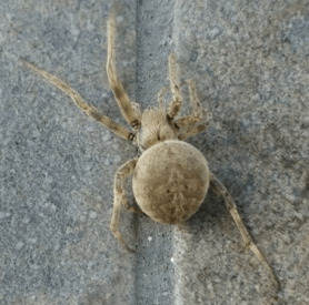 Picture of Neoscona nautica (Brown Sailor Spider) - Dorsal