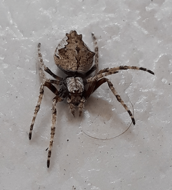 Picture of Eriophora pustulosa (Garden Orb-weaver Spider) - Female - Dorsal