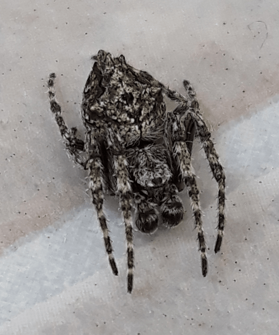 Picture of Eriophora pustulosa (Garden Orb-weaver Spider) - Male - Dorsal