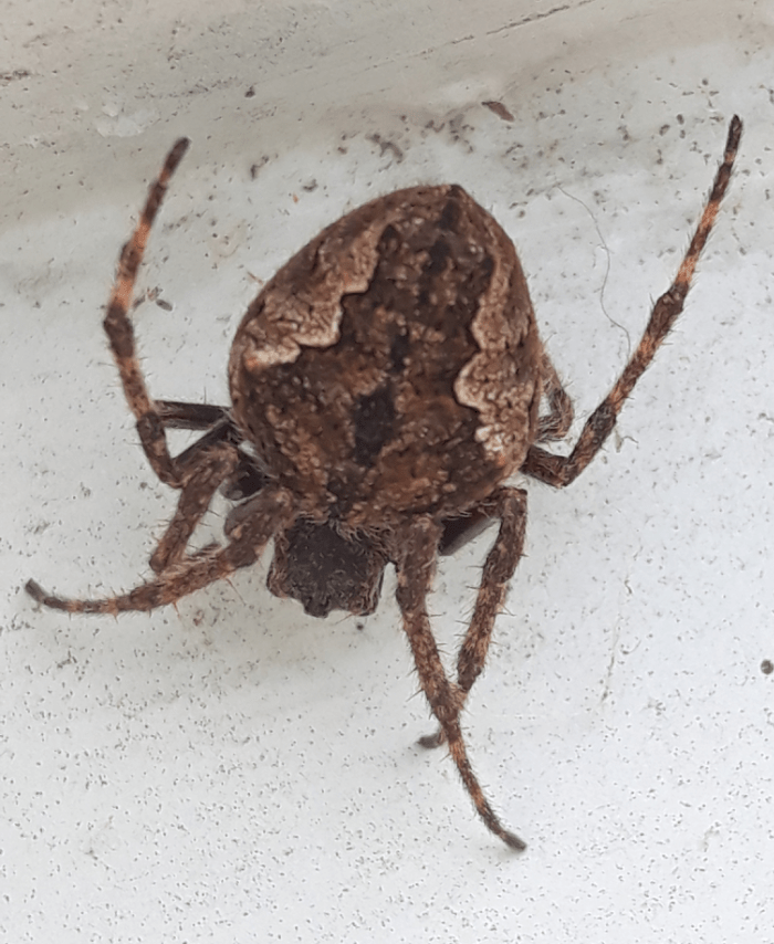 Picture of Eriophora pustulosa (Garden Orb-weaver Spider) - Female - Dorsal