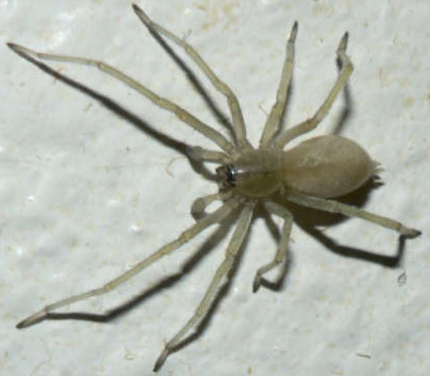 Picture of Cheiracanthium mildei (Long-legged Sac Spider) - Male - Dorsal,Penultimate