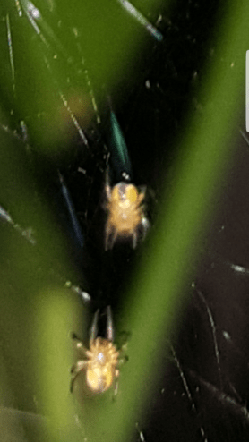 Picture of Araneidae (Orb-weavers) - Ventral,Webs