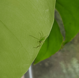 Picture of Lyssomanes viridis (Magnolia Green Jumper) - Lateral