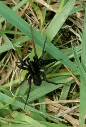 Picture of Pardosa spp. (Thin-legged Wolf Spiders) - Male - Dorsal
