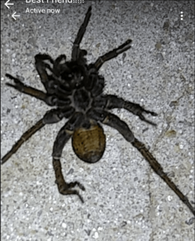 Picture of Lycosidae (Wolf Spiders) - Female - Ventral