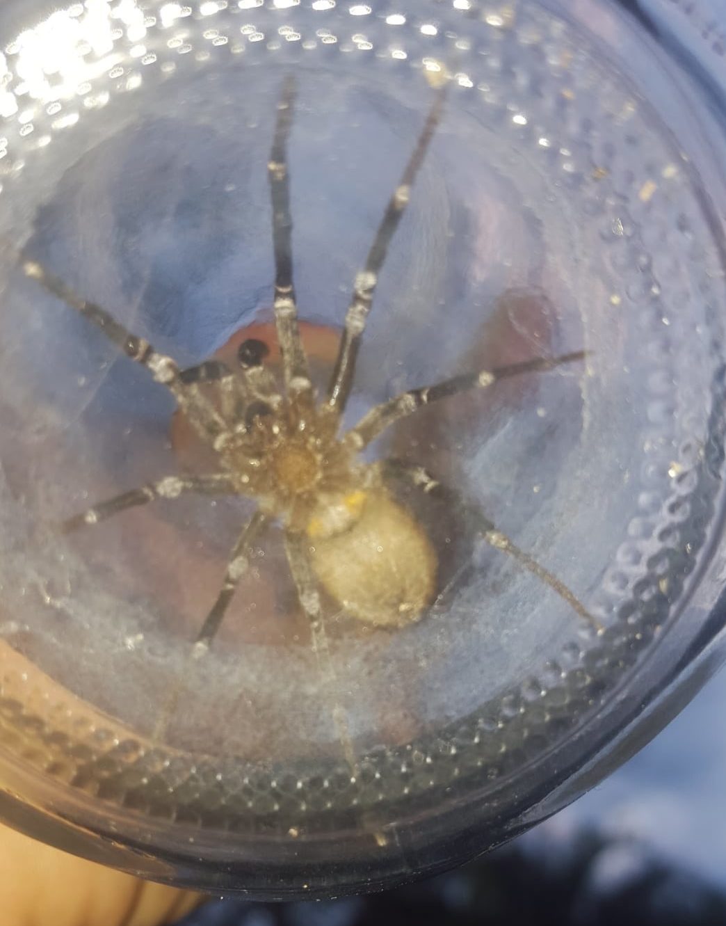 Picture of Kukulcania hibernalis (Southern House Spider) - Female - Ventral
