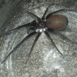 Featured spider picture of Kukulcania hibernalis (Southern House Spider)