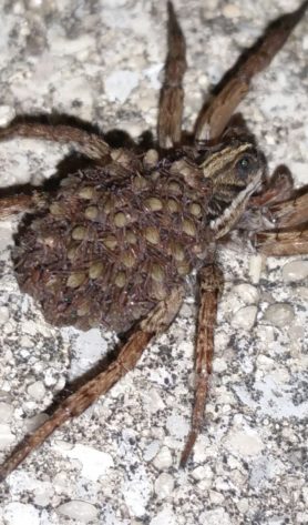 Picture of Tigrosa annexa - Female - Dorsal,Spiderlings