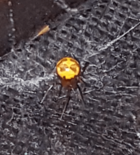 Picture of Steatoda triangulosa (Triangulate Cobweb Spider) - Dorsal