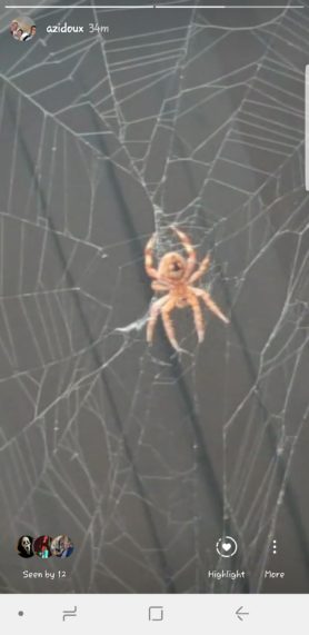 Picture of Neoscona spp. (Spotted Orb-weavers) - Ventral,Webs