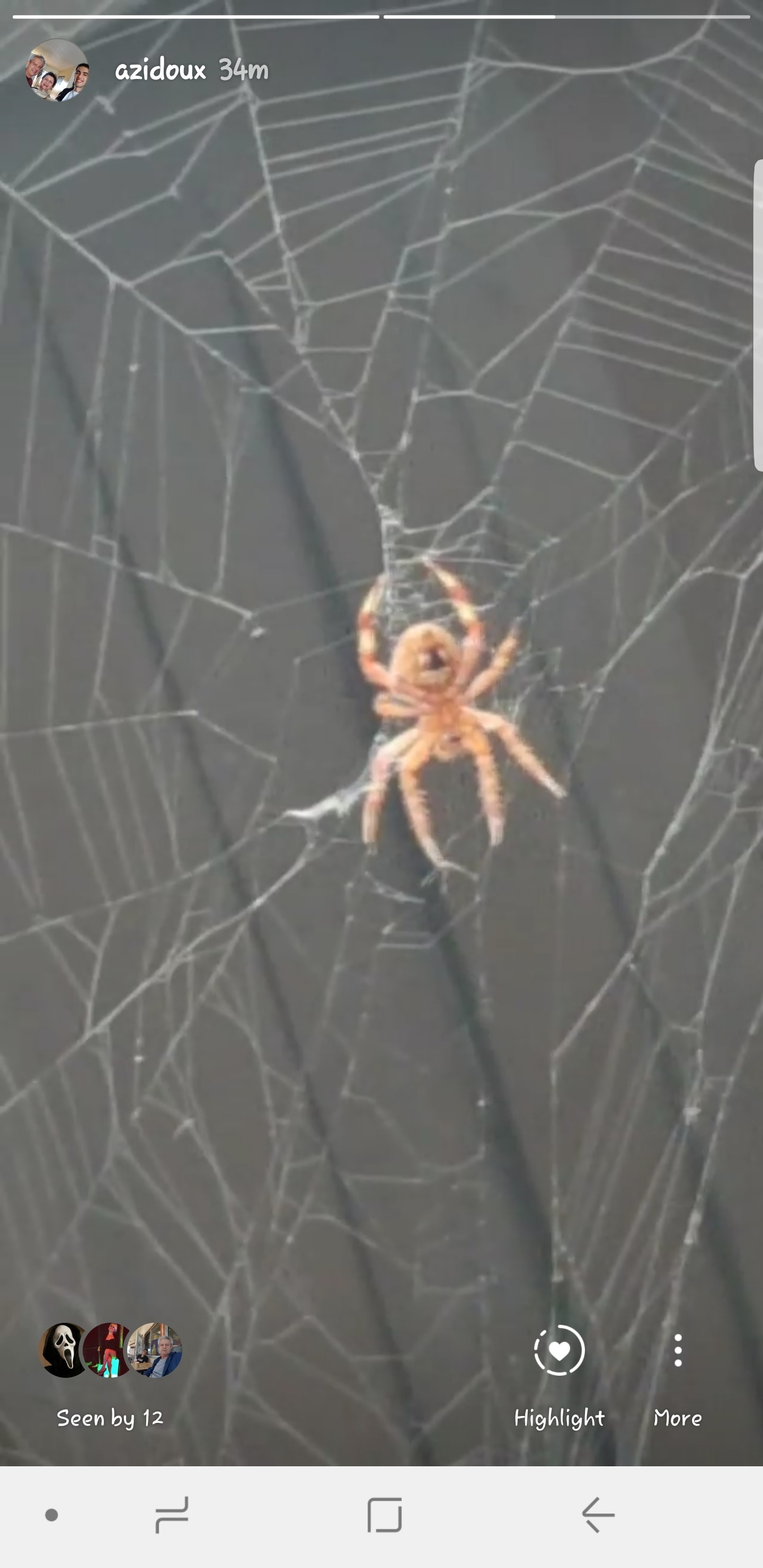 Picture of Neoscona (Spotted Orb-weavers) - Ventral,Webs