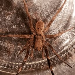Featured spider picture of Geolycosa missouriensis
