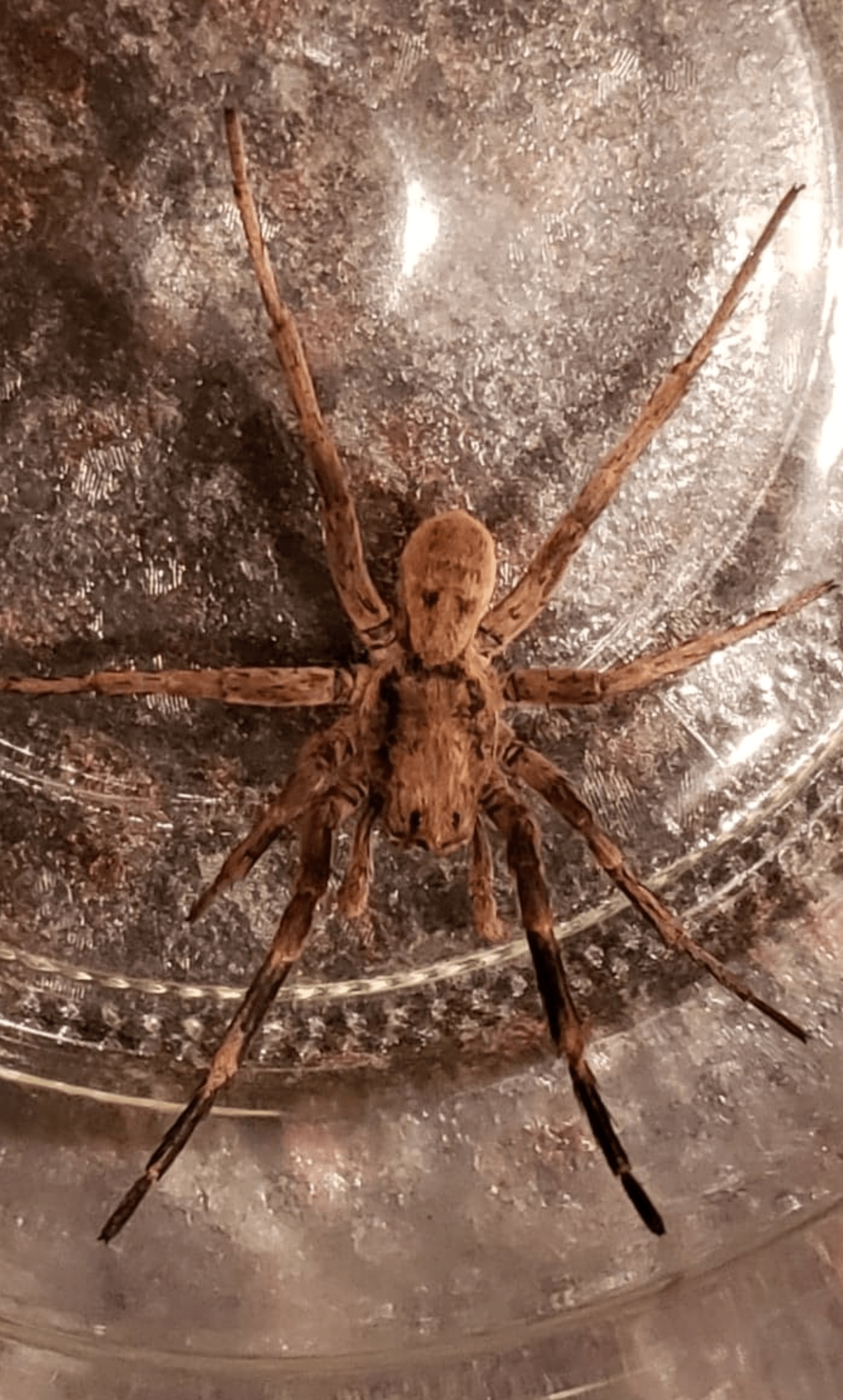 Picture of Geolycosa missouriensis - Male - Dorsal