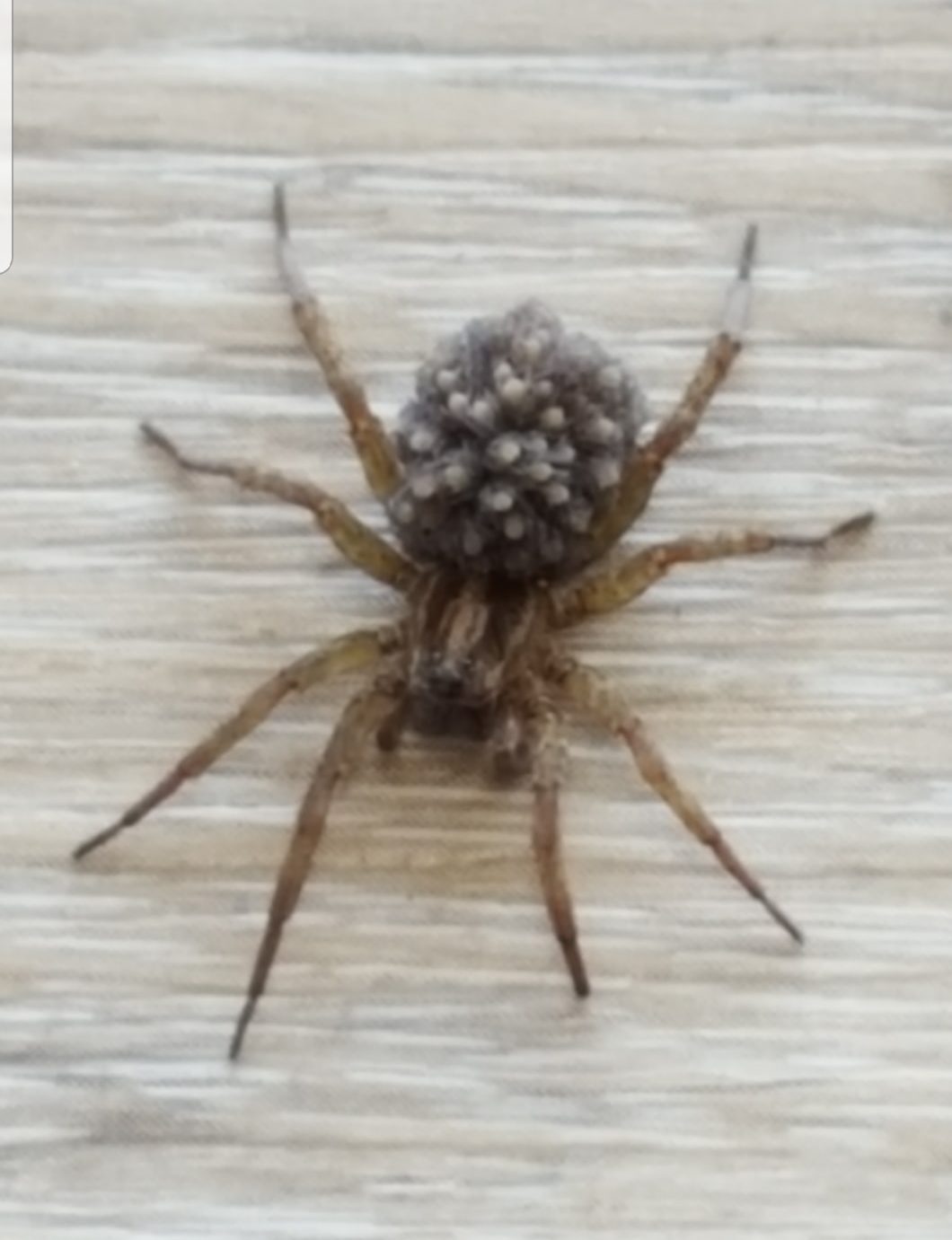 Picture of Trochosa ruricola - Female - Dorsal,Spiderlings