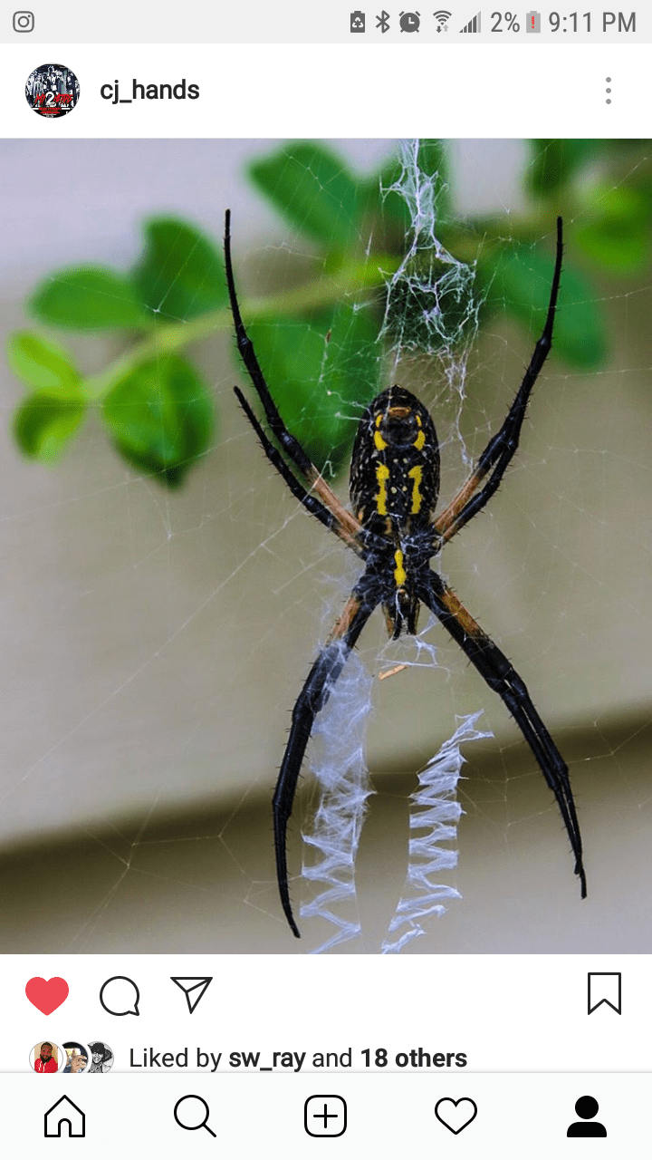 Picture of Argiope aurantia (Black and Yellow Garden Spider) - Female - Ventral,Webs