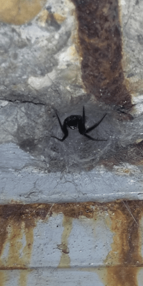 Picture of Segestria florentina - Webs,In Retreat