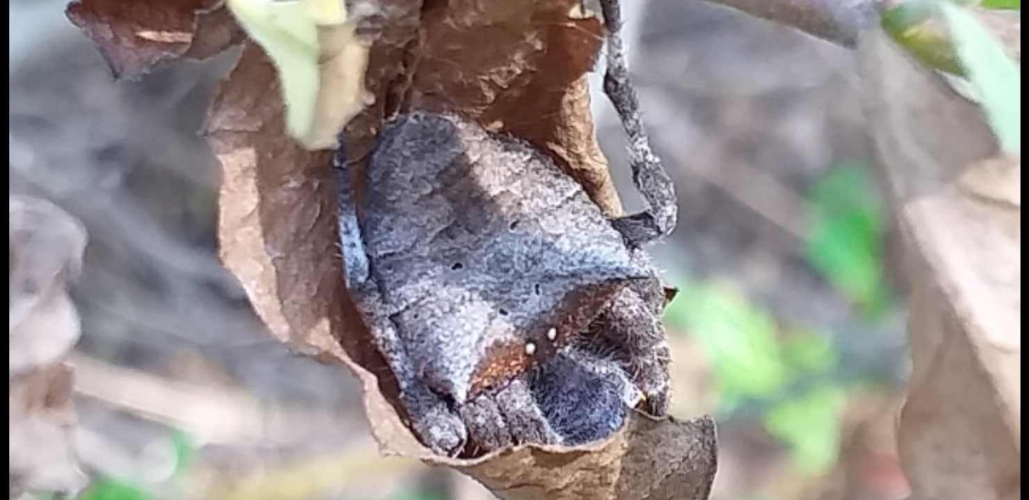 Picture of Parawixia dehaani (Abandoned-web Orb-weaver) - Dorsal
