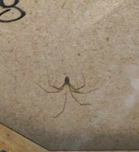 Picture of Pholcidae (Cellar Spiders)