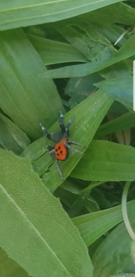 Picture of Eresus spp. (Ladybird Spiders) - Dorsal