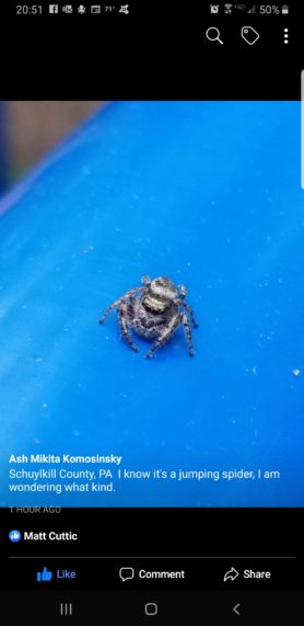 Picture of Salticidae (Jumping Spiders) - Eyes