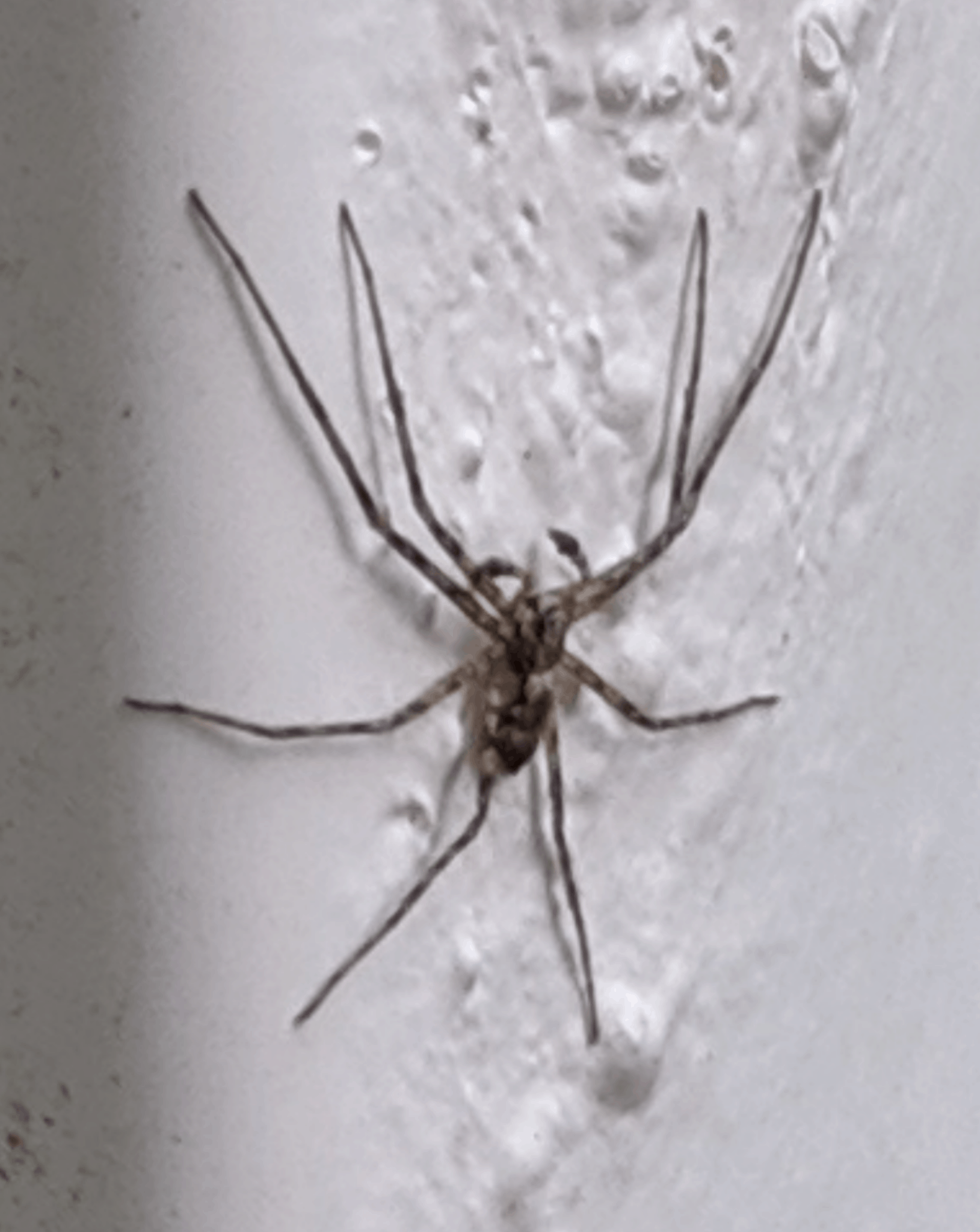Picture of Philodromidae (Running Crab Spiders) - Male - Dorsal