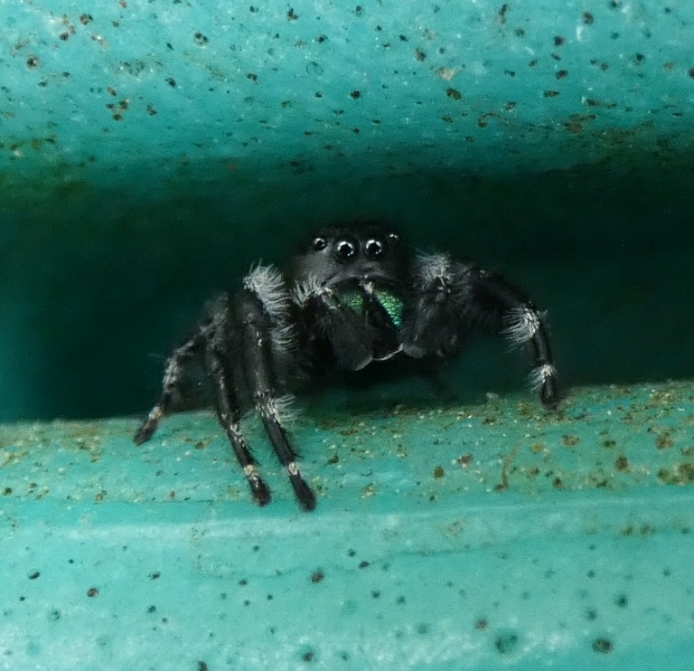 Picture of Phidippus audax (Bold Jumper) - Male - Eyes