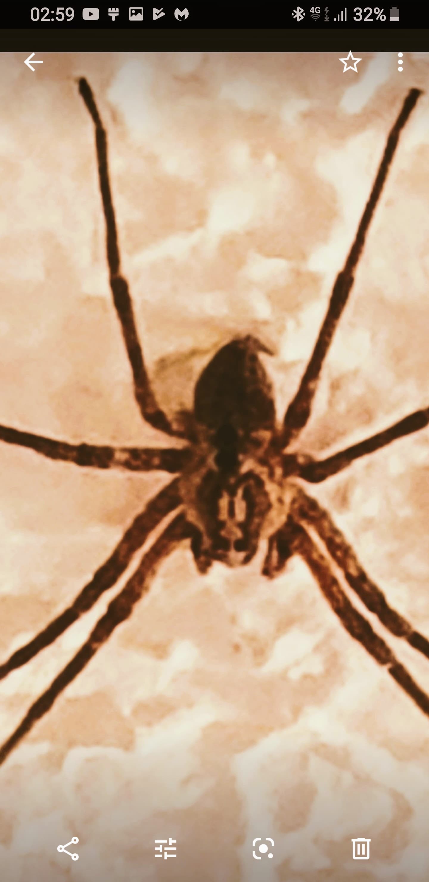 Picture of Zoropsis - Dorsal