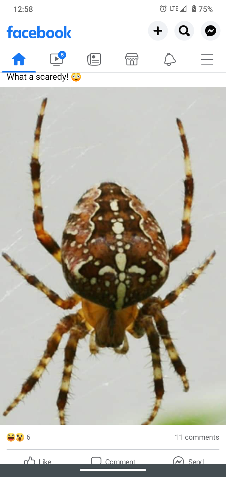 Unidentified Spider In United Kingdom