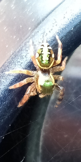 Picture of Paraphidippus aurantius (Emerald Jumping Spider)