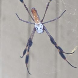 Featured spider picture of Trichonephila clavipes (Golden Silk Orb-weaver)