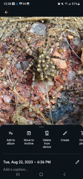Picture of Lycosidae (Wolf Spiders) - Female - Spiderlings