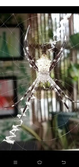 Picture of Argiope appensa (Hawaiian Garden Spider) - Dorsal