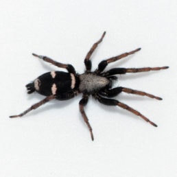 Featured spider picture of Sergiolus montanus