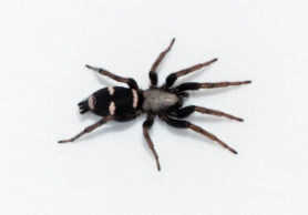 Picture of Sergiolus montanus - Female - Dorsal