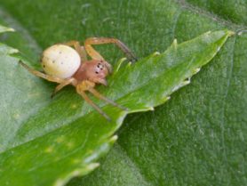 Picture of Araniella displicata (Six-spotted Orb-weaver) - Eyes,Lateral