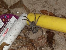Picture of Hogna spp. - Female - Spiderlings