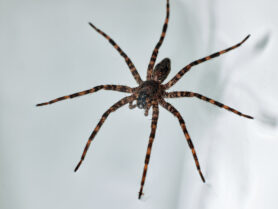 Picture of Dolomedes tenebrosus (Dark Fishing Spider) - Eyes