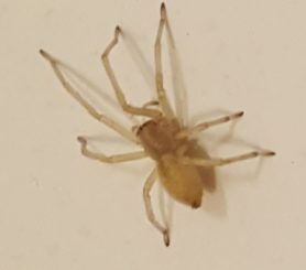 Picture of Cheiracanthium mildei (Long-legged Sac Spider) - Dorsal