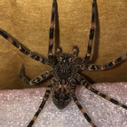 Featured spider picture of Dolomedes tenebrosus (Dark Fishing Spider)