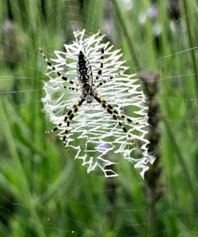 Picture of Argiope aurantia (Black and Yellow Garden Spider) - Dorsal,Webs