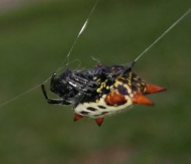 Picture of Gasteracantha cancriformis (Spiny-backed Orb-weaver) - Lateral