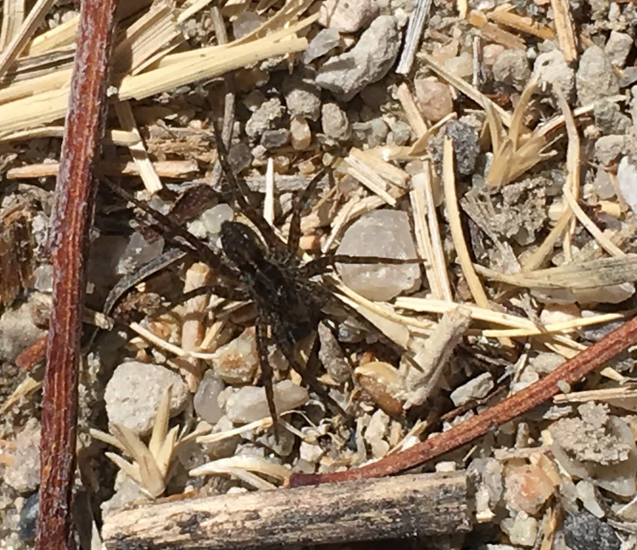 Picture of Pardosa (Thin-legged Wolf Spiders) - Dorsal