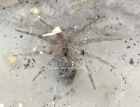 Picture of Oecobius spp. - Dorsal,Webs