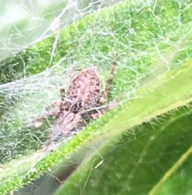 Picture of Badumna longinqua (Grey House Spider) - Dorsal,Webs