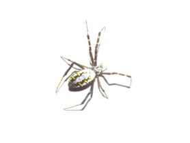 Picture of Argiope catenulata (Grass Cross Spider) - Dorsal