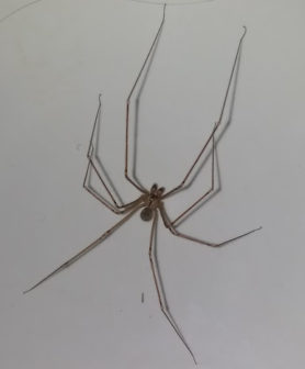 Picture of Pholcidae (Cellar Spiders) - Male - Dorsal