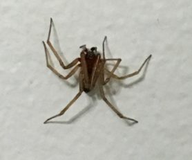 Picture of Theridiidae (Cobweb Weavers) - Male - Dorsal