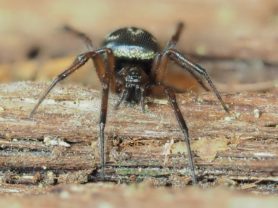 Picture of Enoplognatha spp. - Eyes
