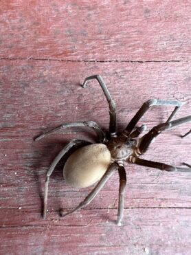 Picture of Kukulcania hibernalis (Southern House Spider) - Female
