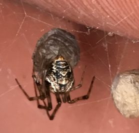 Picture of Parasteatoda tepidariorum (Common House Spider) - Female - Dorsal,Egg Sacs,Webs